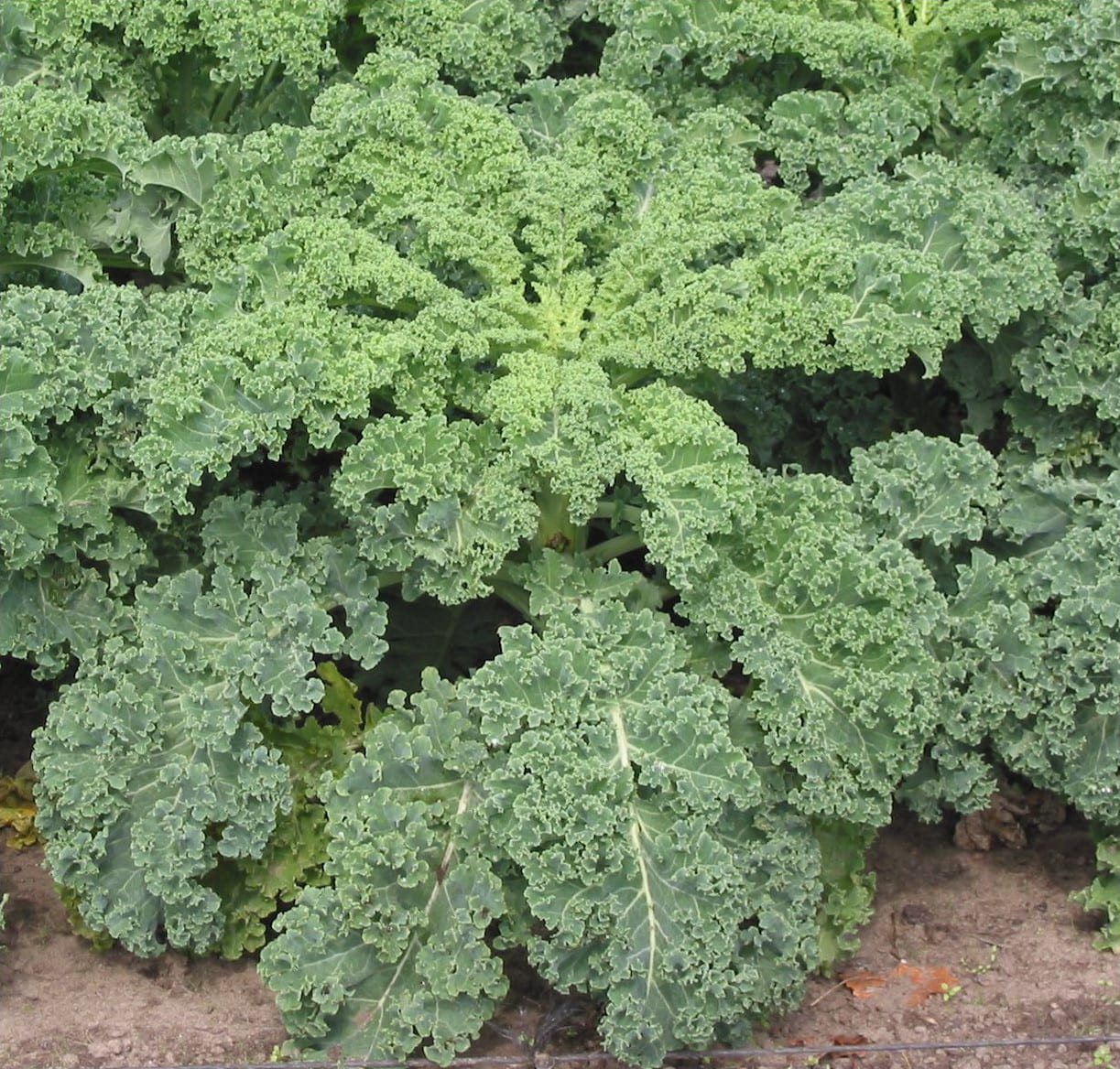 Kale (Brassica oleracea (Acephala Group))