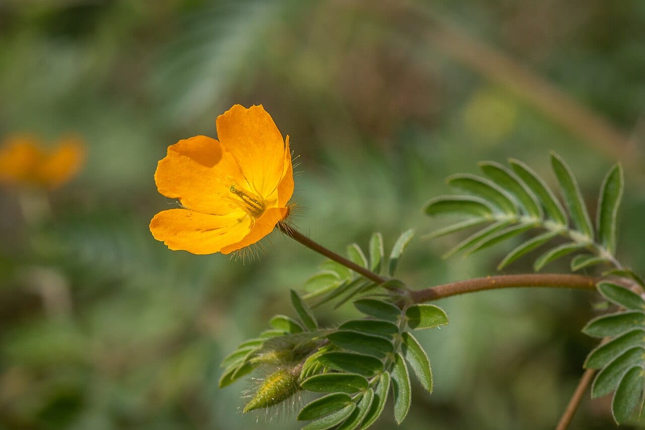 Warty caltrop (Kallstroemia parviflora)