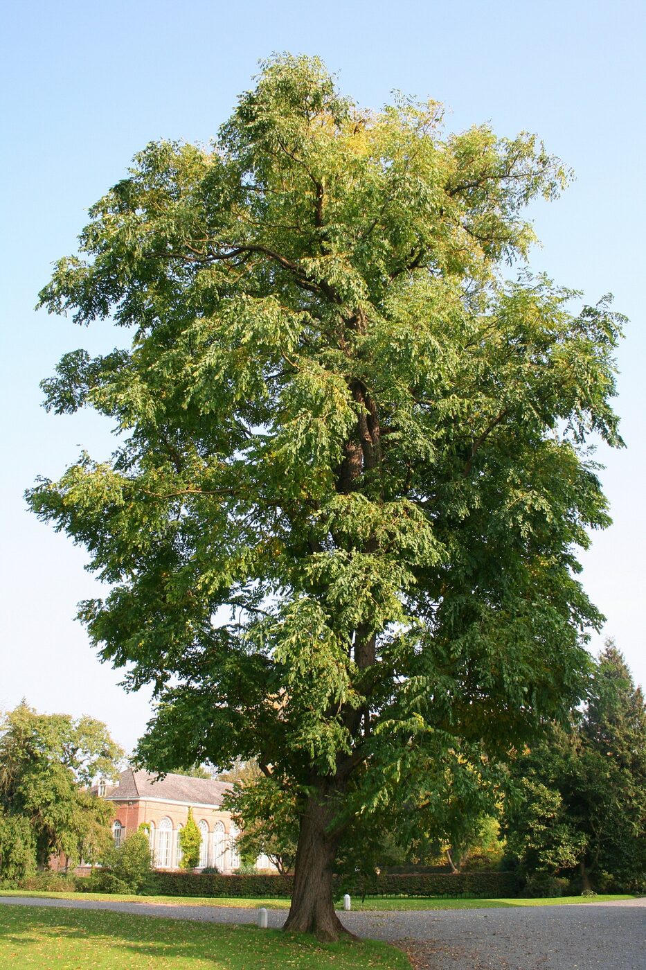 Kentucky Coffeetree (Gymnocladus dioicus) — bipinnate compound foliage and open crown