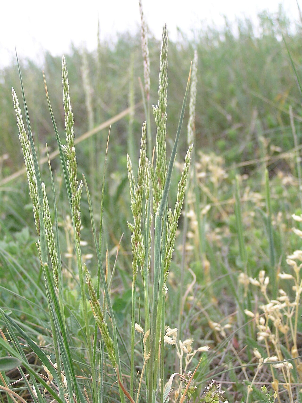 Prairie junegrass (Koeleria macrantha)