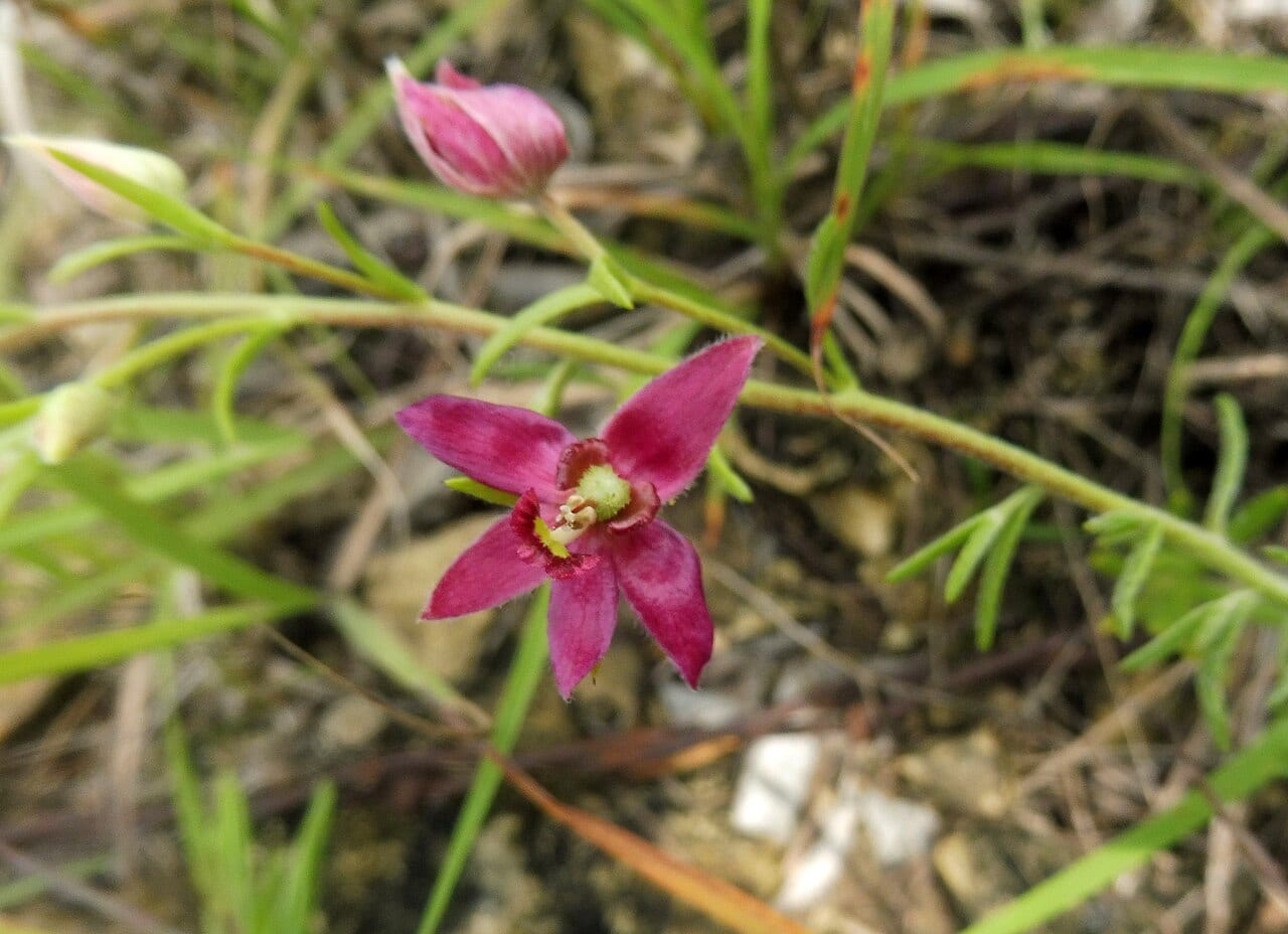 Trailing krameria (Krameria lanceolata)