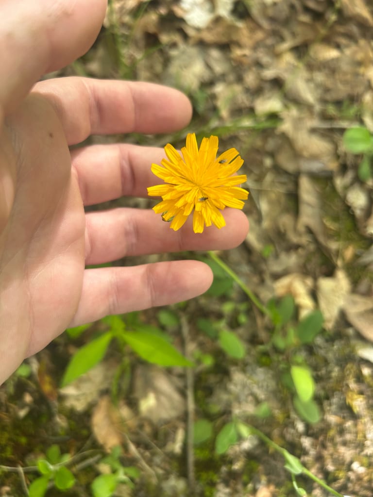 Orange dwarfdandelion (Krigia biflora var. biflora)