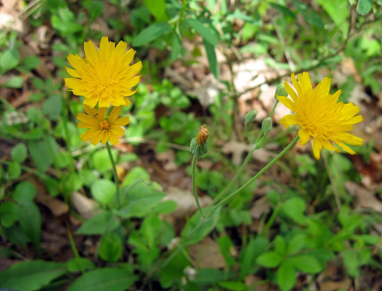 Two-flower dwarf dandelion (Krigia biflora)