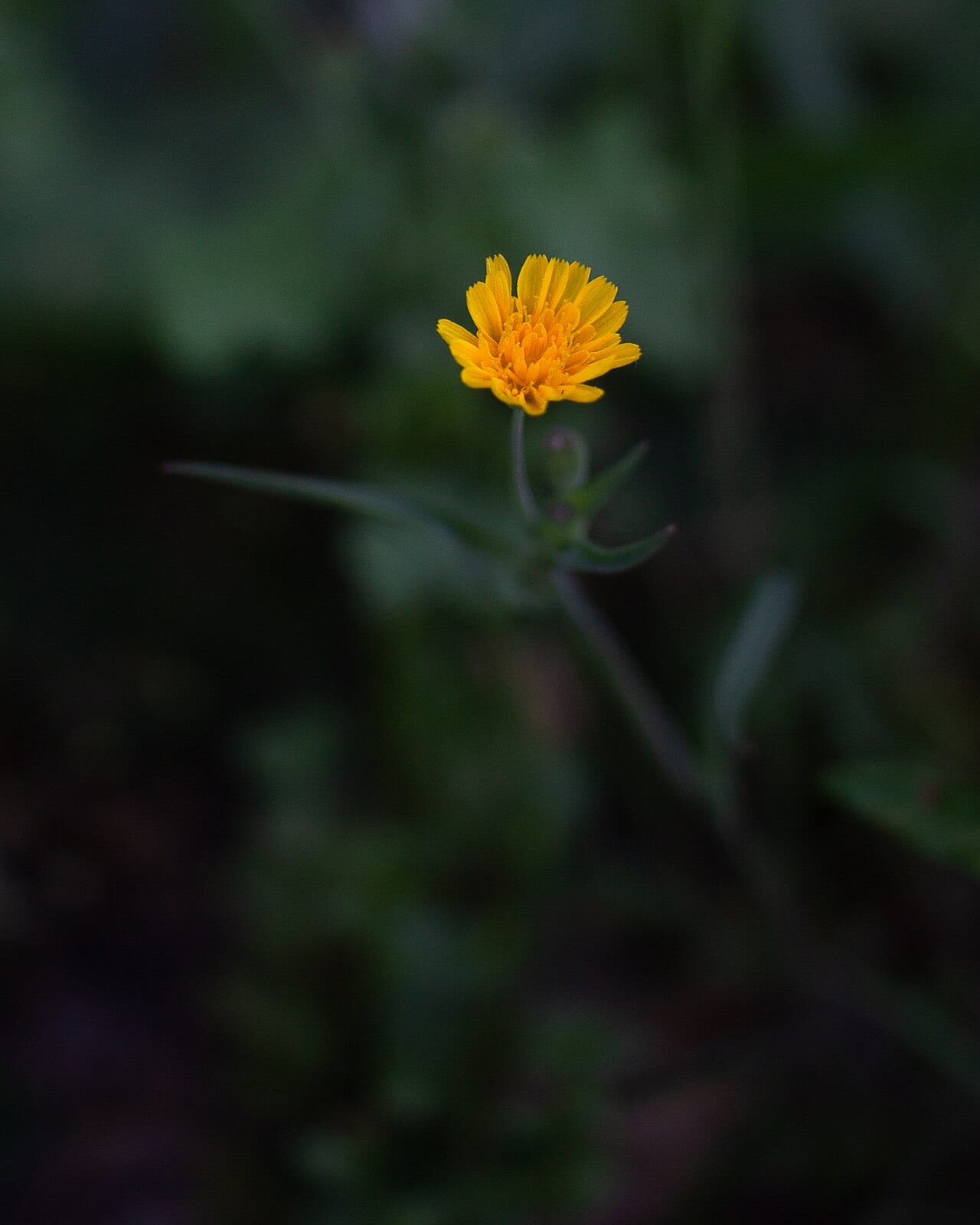Weedy dwarfdandelion (Krigia caespitosa)