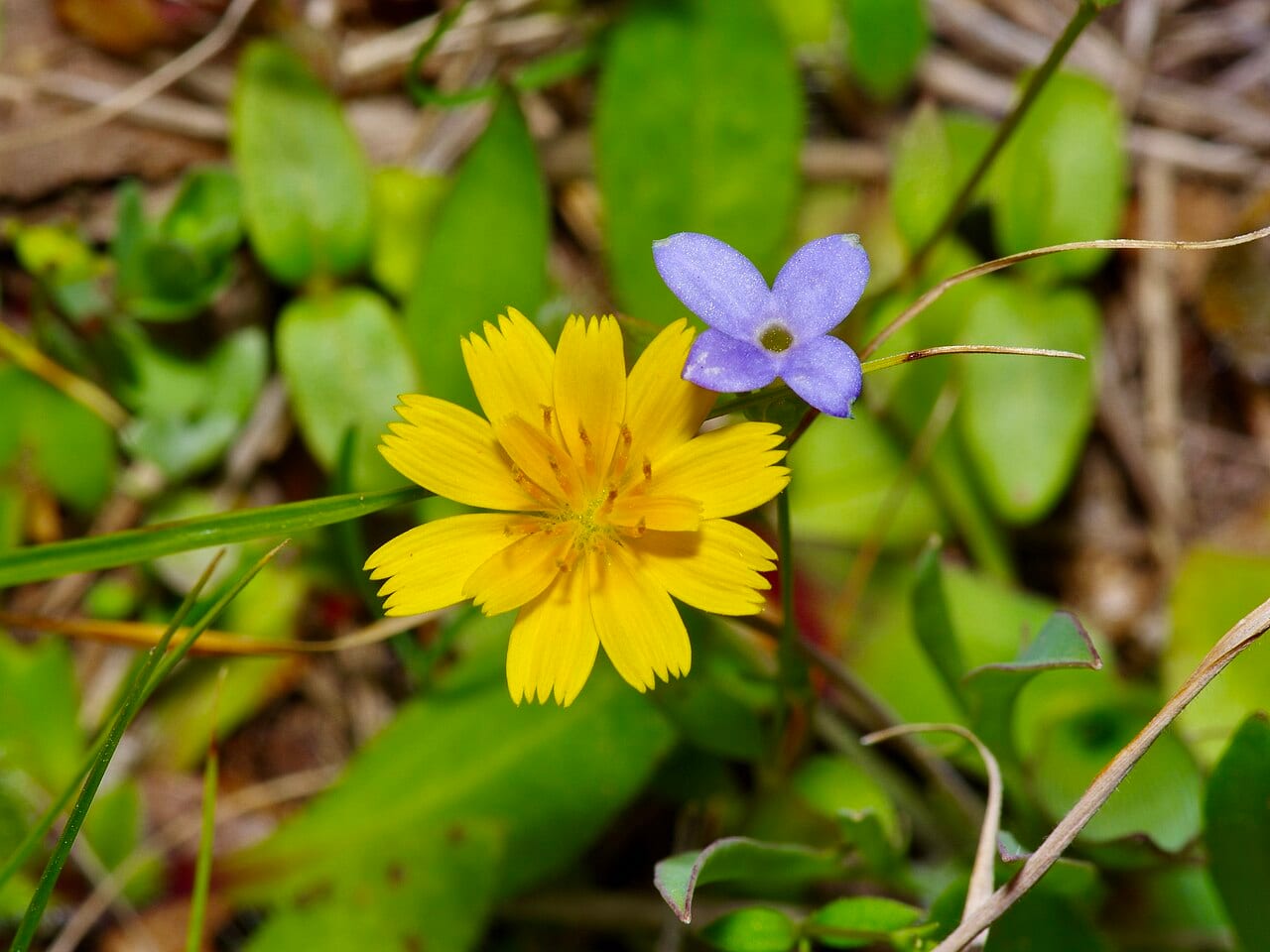 Western dwarfdandelion (Krigia occidentalis)
