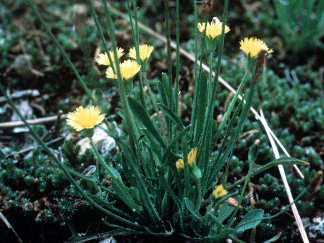Virginia dwarfdandelion (Krigia virginica)