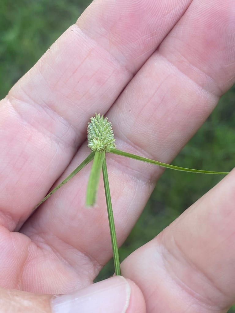 Fragrant spikesedge (Kyllinga odorata)