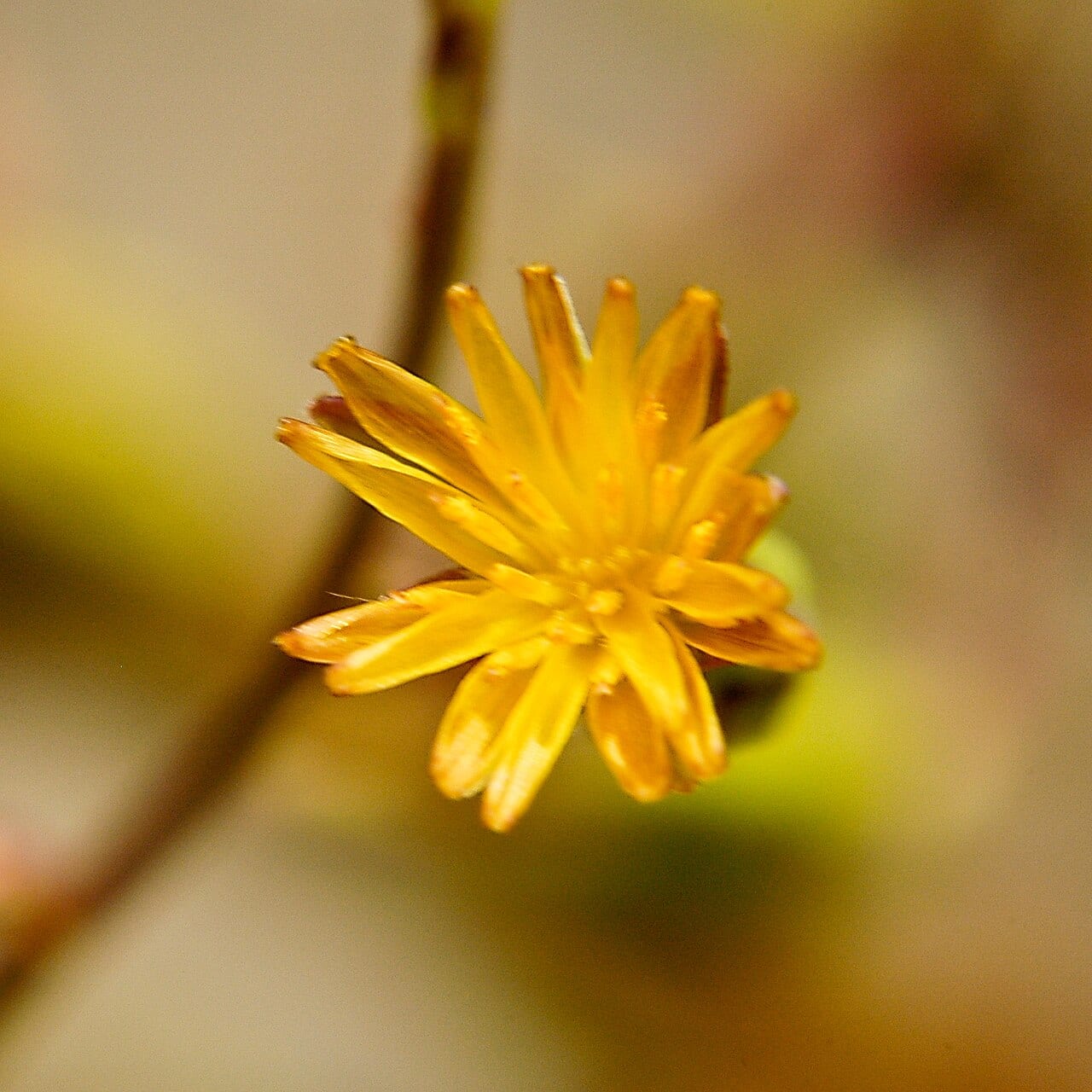 Canada lettuce (Lactuca canadensis)
