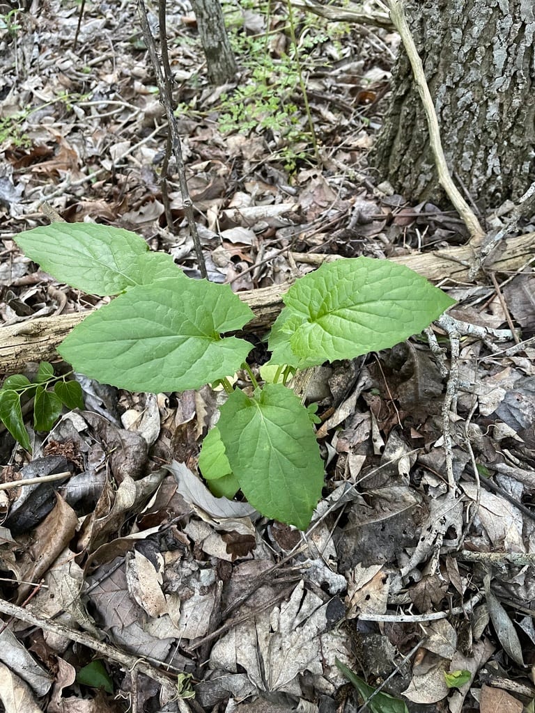 Woodland lettuce (Lactuca floridana var. floridana)