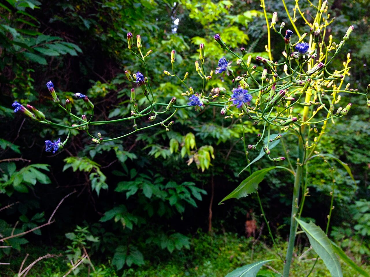 Woodland lettuce (Lactuca floridana)
