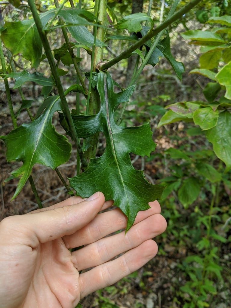 Hairy lettuce (Lactuca hirsuta var. sanguinea)