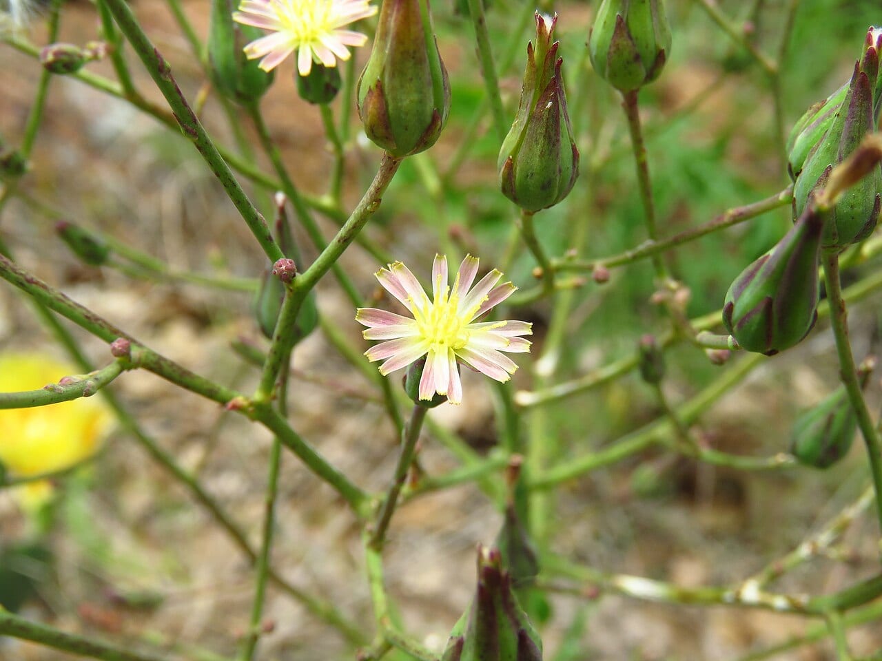 Hairy lettuce (Lactuca hirsuta)