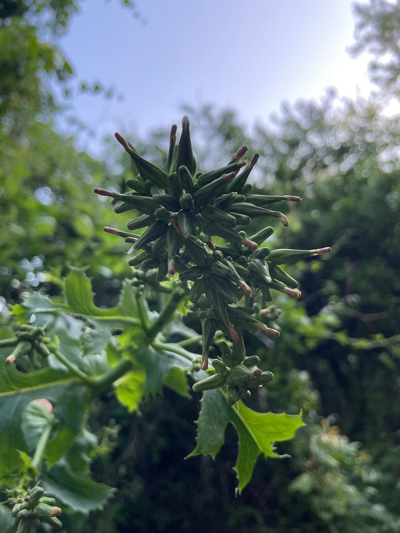 Western wild lettuce (Lactuca ludoviciana)