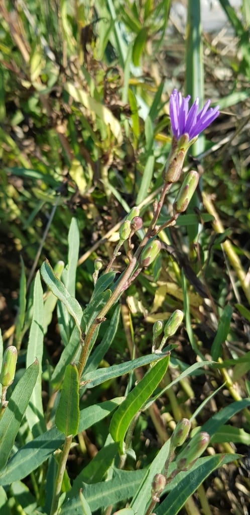 Blue lettuce (Lactuca tatarica var. pulchella)