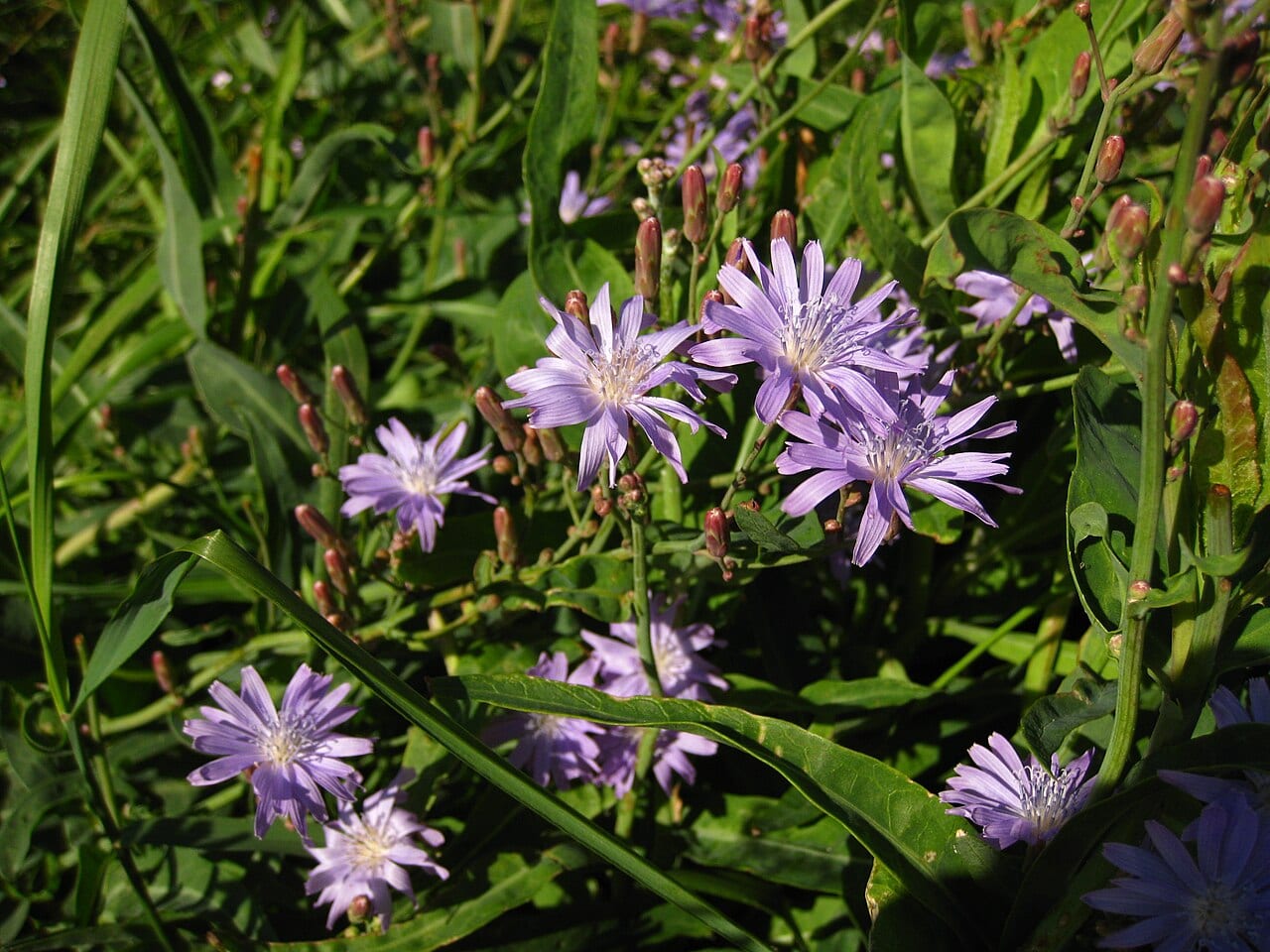 Blue lettuce (Lactuca tatarica)
