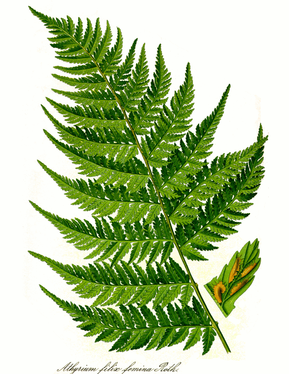 Lady Fern (Athyrium filix-femina) showing a clump of finely divided, lacy fronds in a shaded garden setting
