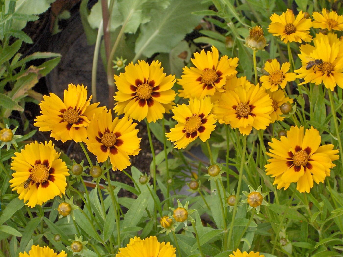 Lance-Leaf Coreopsis (Coreopsis lanceolata) — golden-yellow daisy flowers