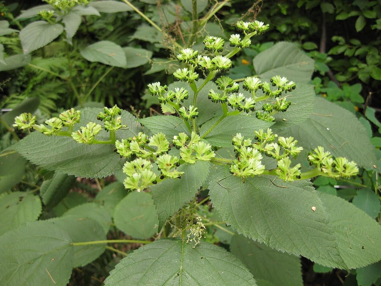 Canadian woodnettle (Laportea canadensis)
