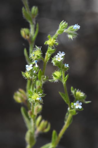 Flatspine stickseed (Lappula occidentalis var. occidentalis)