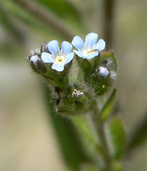 Flatspine stickseed (Lappula occidentalis)