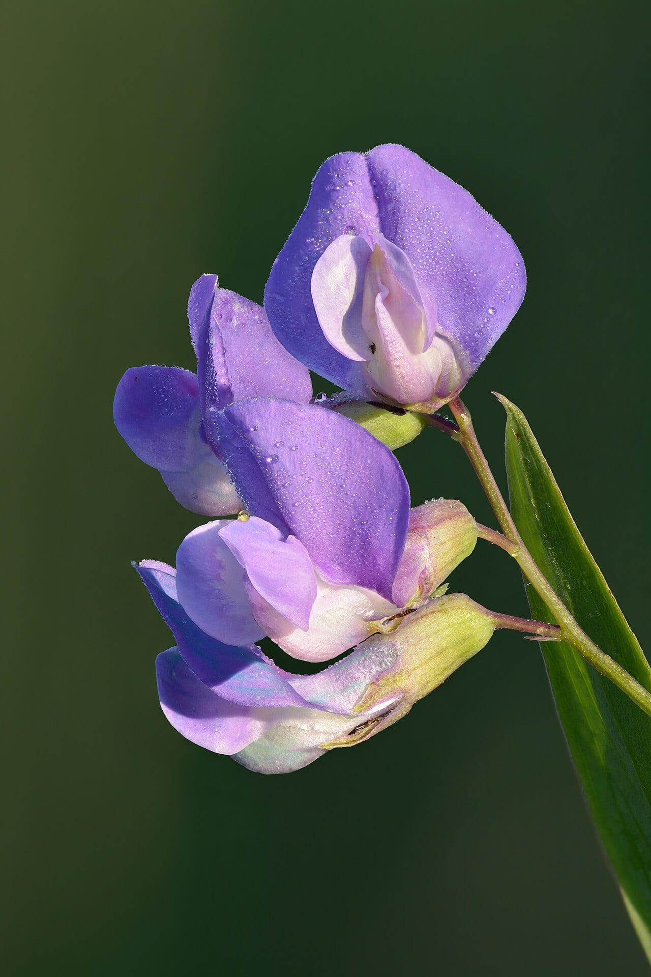 Marsh pea (Lathyrus palustris)