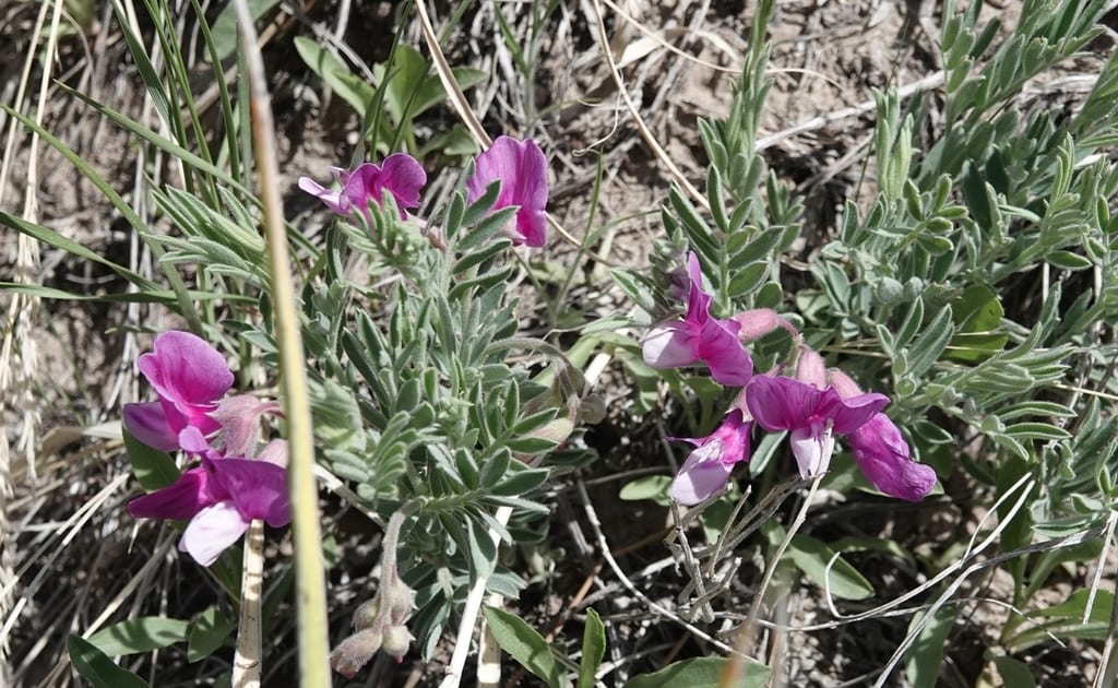 Manystem pea (Lathyrus polymorphus)