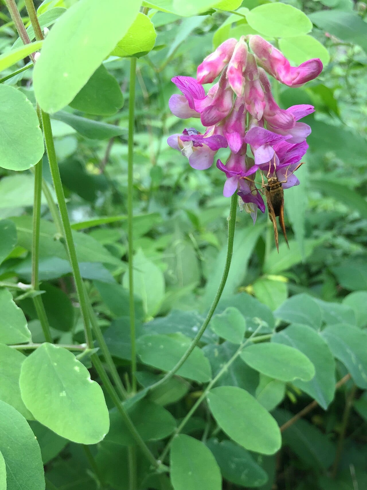 Veiny pea (Lathyrus venosus)