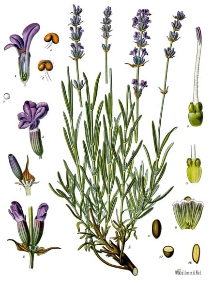English Lavender (Lavandula angustifolia)