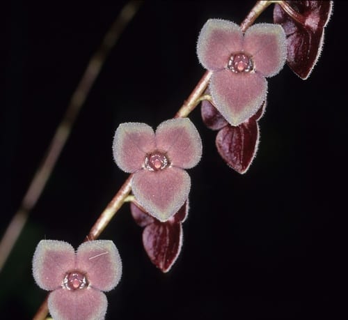 Lespedeza (LEAC)
