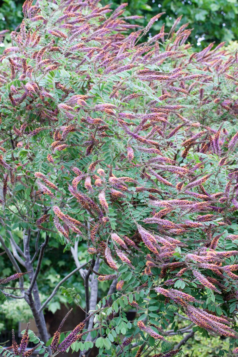Leadplant (Amorpha canescens) — silver foliage and purple flower spikes
