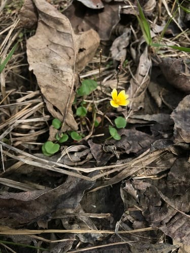 Golden gladecress (Leavenworthia aurea var. aurea)