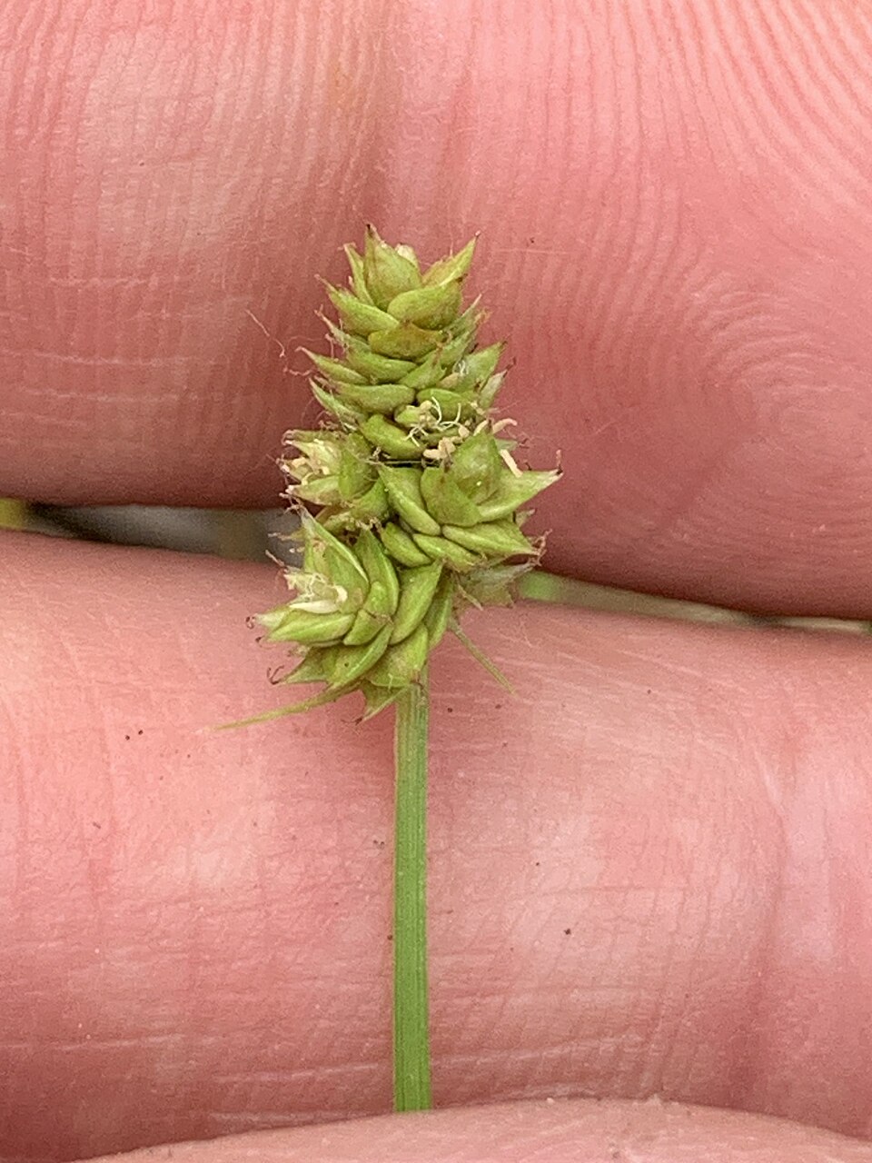 Leavenworth's Sedge (Carex leavenworthii) — dense dark green tufts in dry urban shade under mature trees