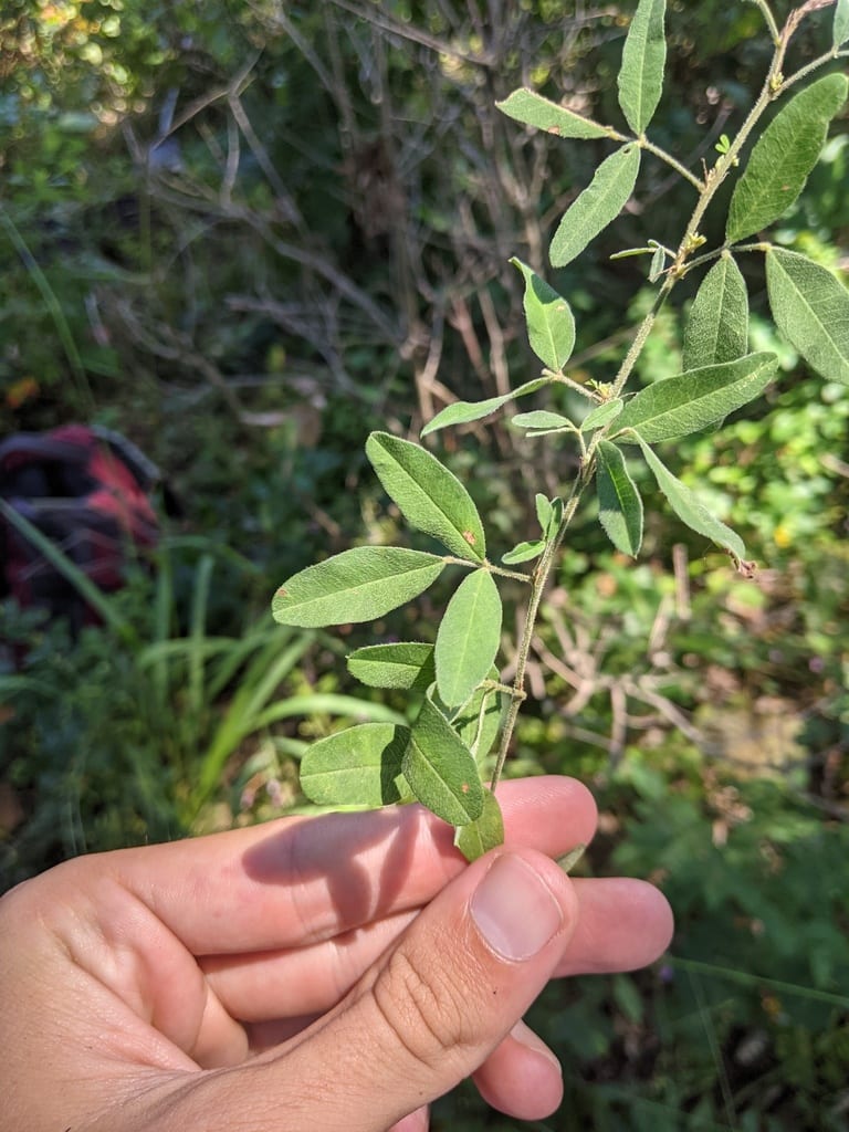Lespedeza (Lespedeza × brittonii)