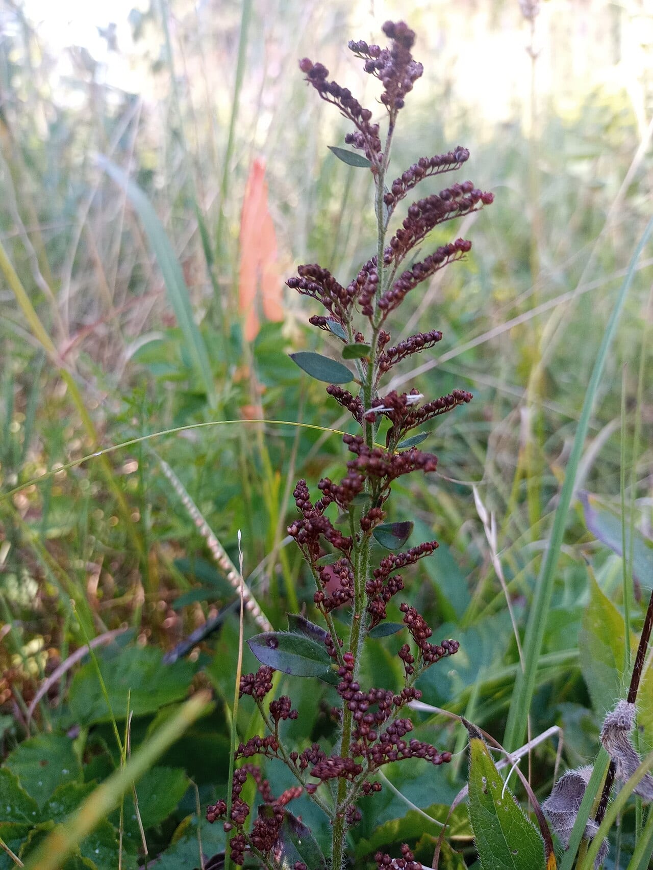 Hairy pinweed (Lechea mucronata)