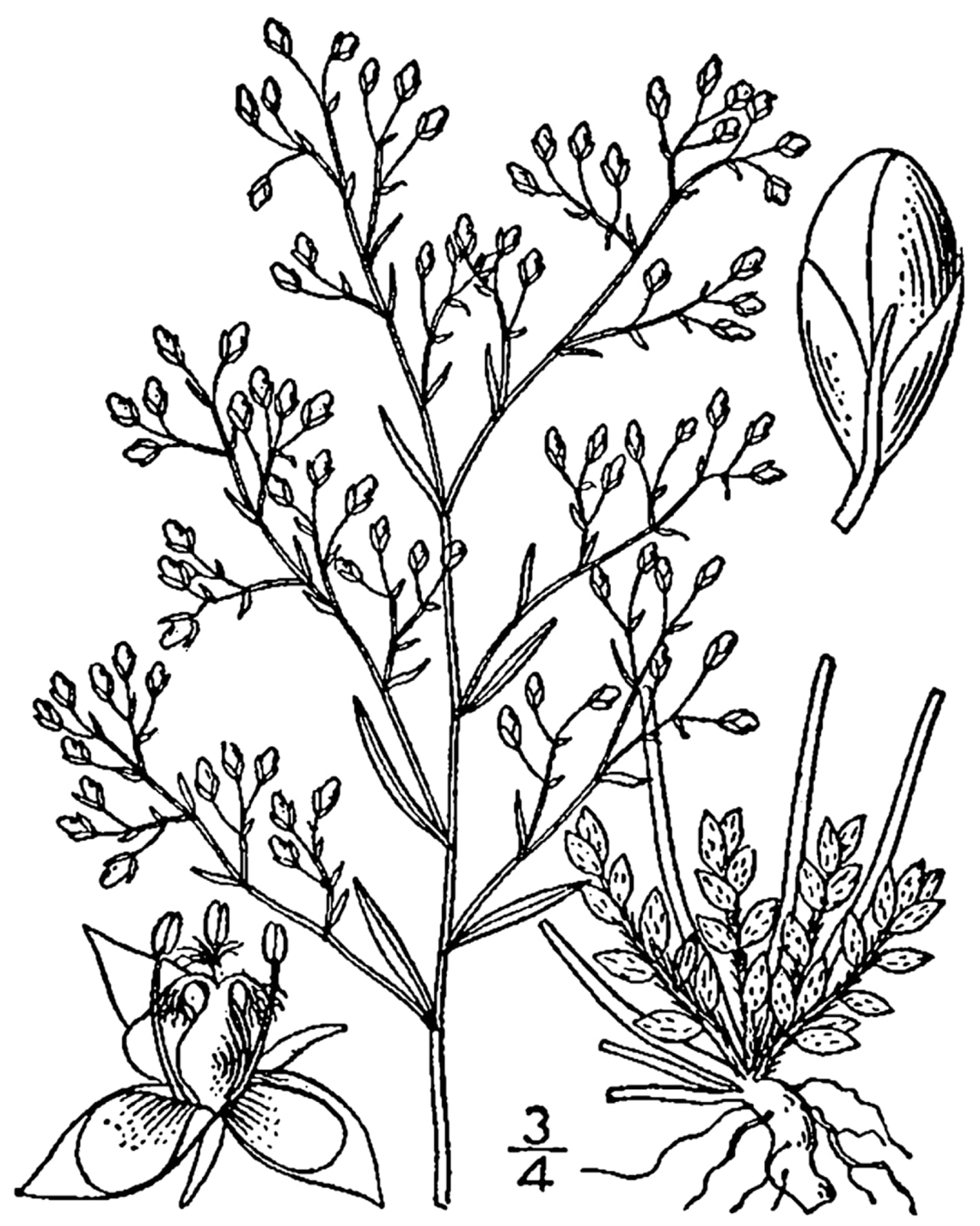 Illinois pinweed (Lechea racemulosa)