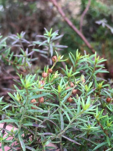 Narrowleaf pinweed (Lechea tenuifolia)