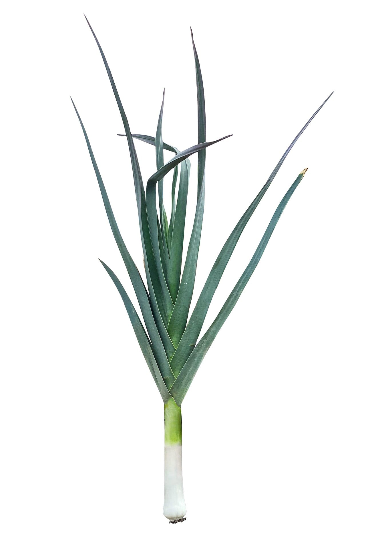Leek (Allium ampeloprasum (Porrum Group))