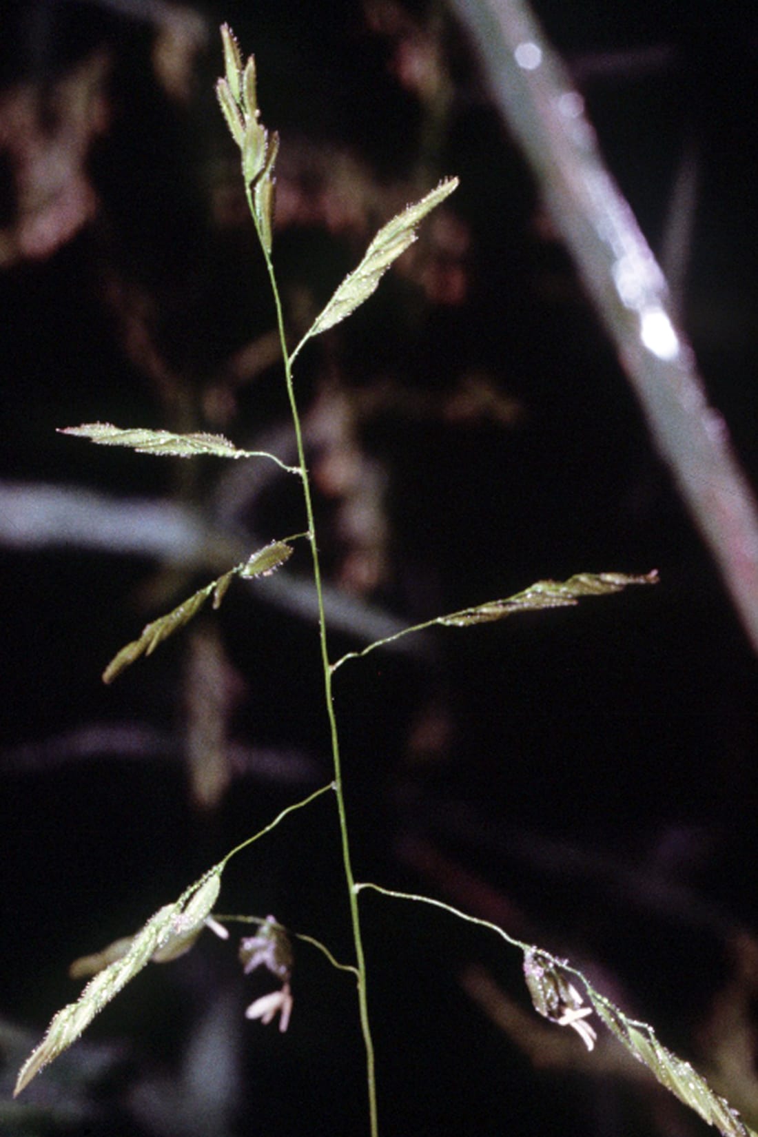 Rice cutgrass (Leersia oryzoides)
