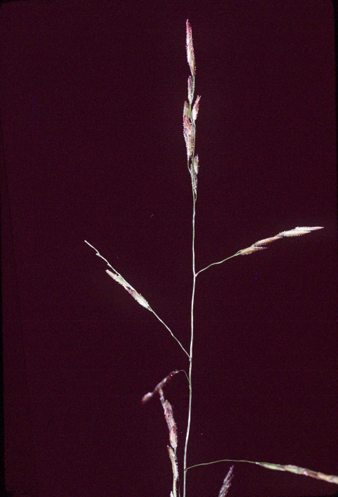 Whitegrass (Leersia virginica)