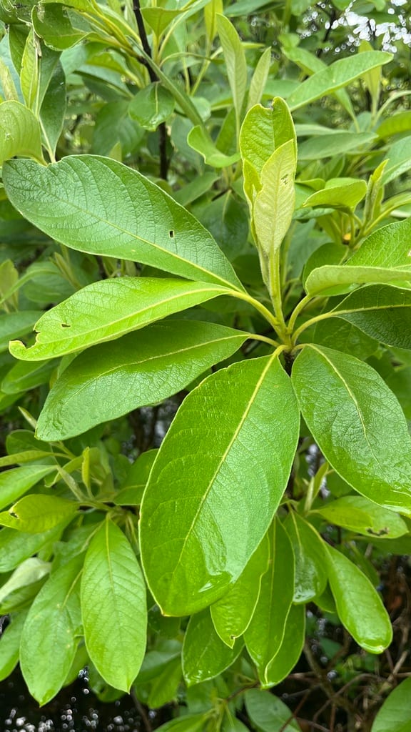 Ozark hairy corkwood (Leitneria pilosa ssp. ozarkana)