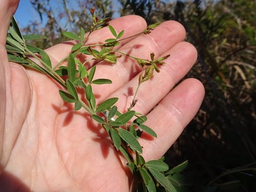 Lespedeza (Lespedeza × manniana)