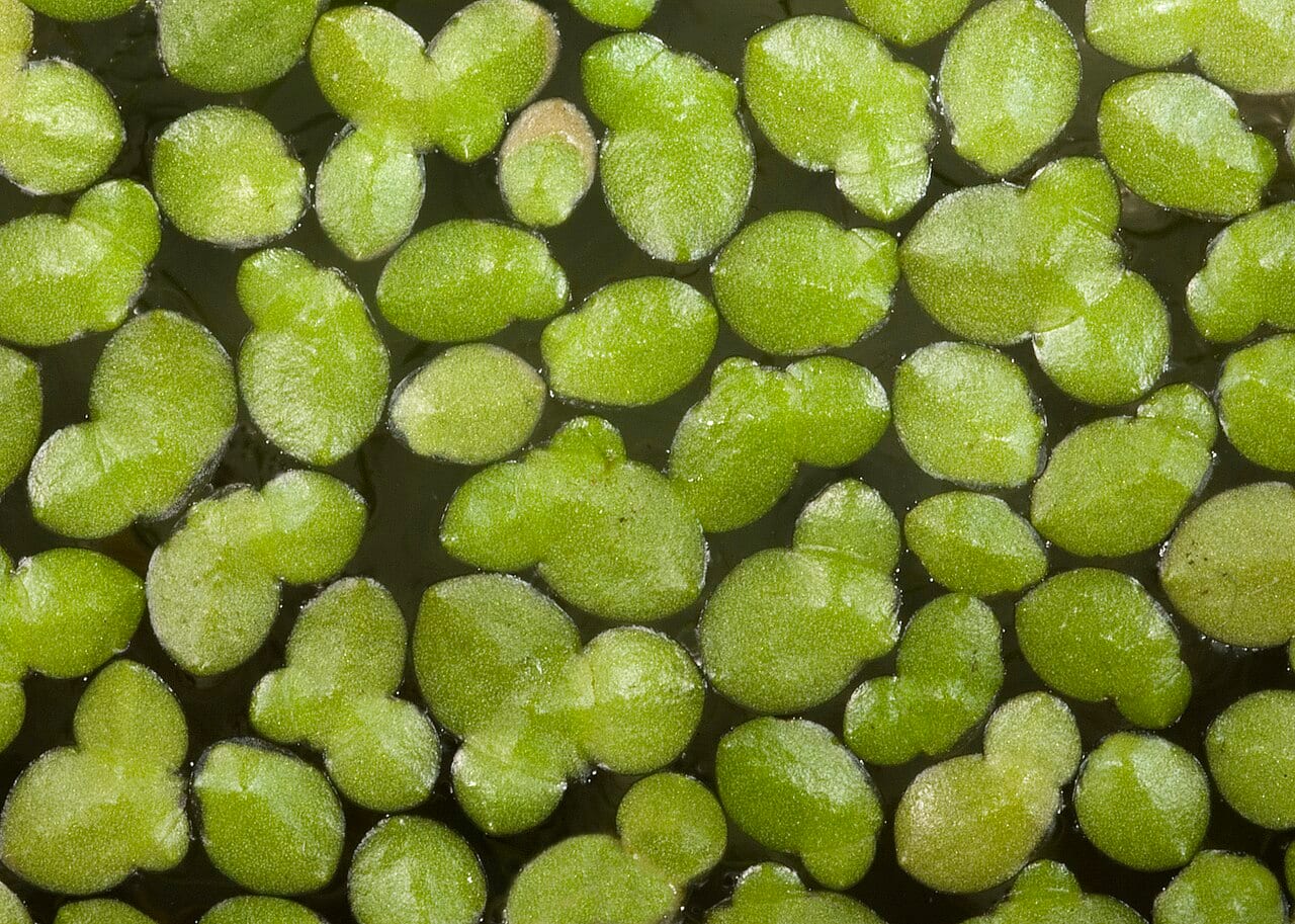 Lesser duckweed (Lemna aequinoctialis)