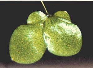 Gibbous duckweed (Lemna gibba)