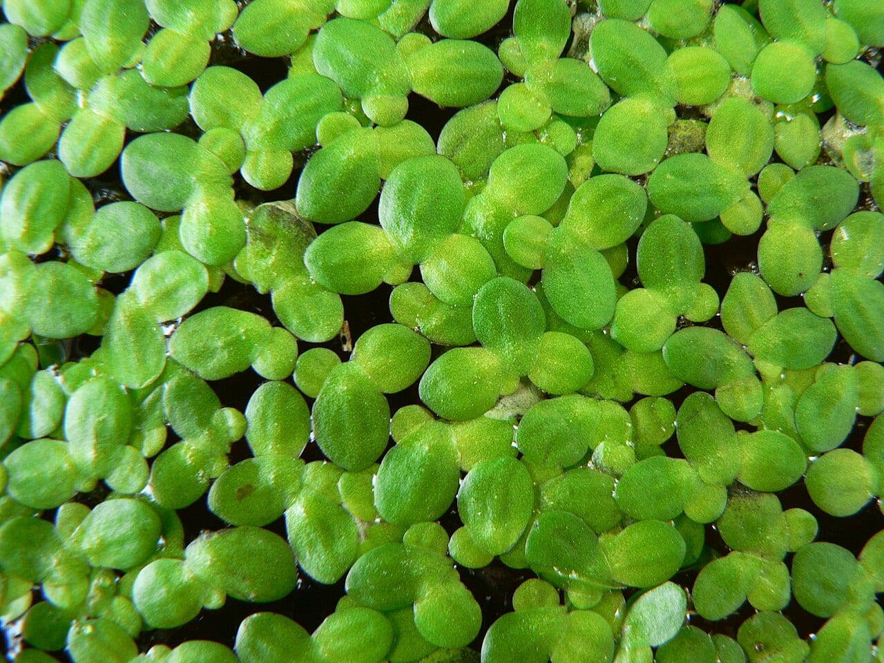 Common duckweed (Lemna minor)