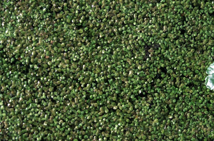 Least duckweed (Lemna minuta)