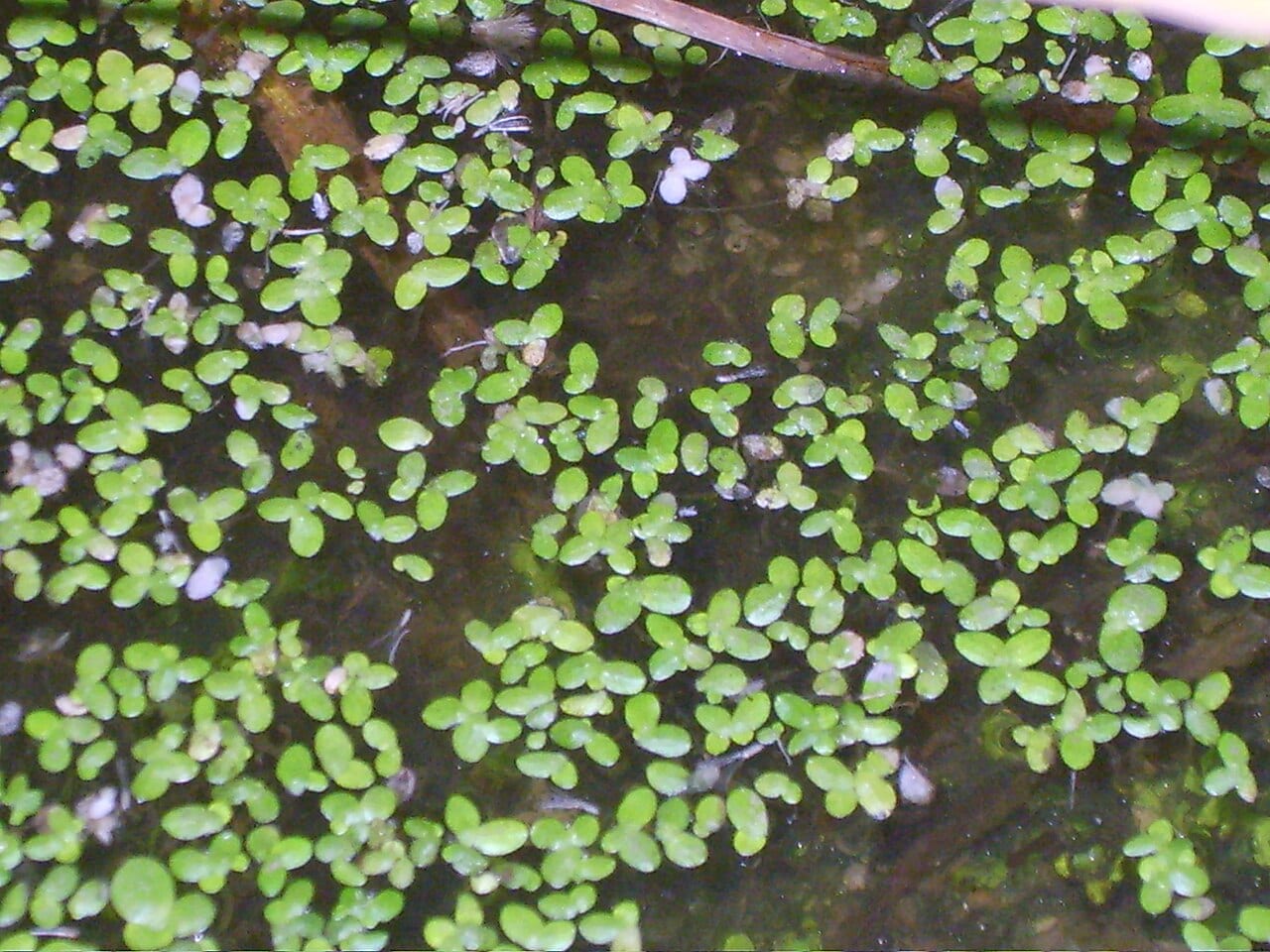 Minute duckweed (Lemna perpusilla)