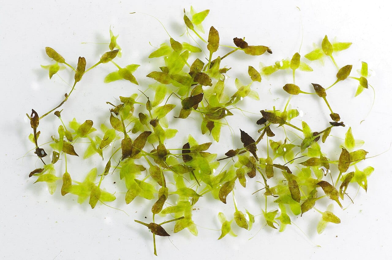 Star duckweed (Lemna trisulca)