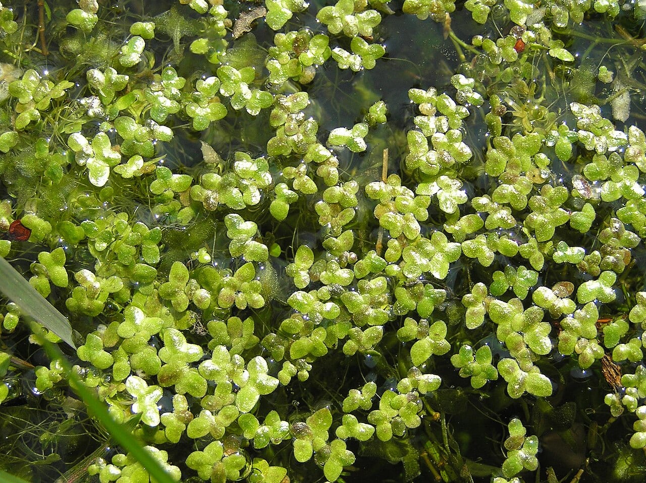 Turion duckweed (Lemna turionifera)