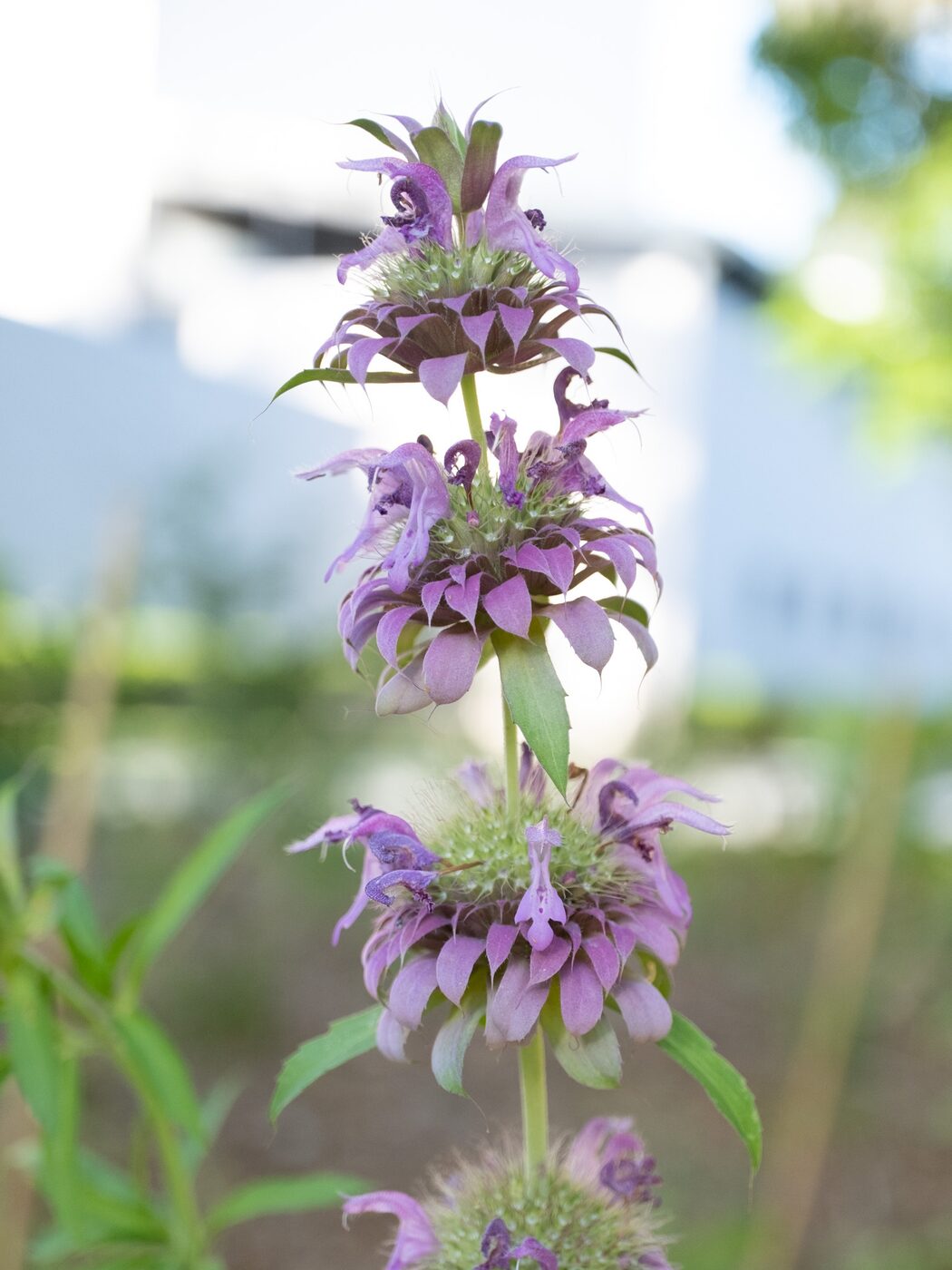 Lemon Beebalm (Monarda citriodora) — stacked tiers of pink-purple flowers