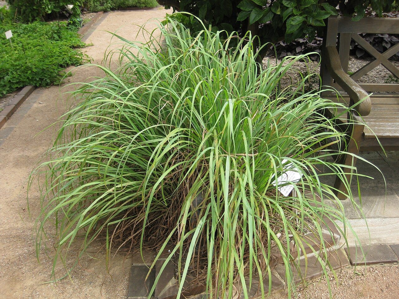 Lemongrass (Cymbopogon citratus)